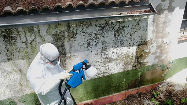Top rated local Mold Remediation specialists in Manchester, TN
